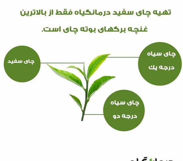 عکس بوته چای سفید
