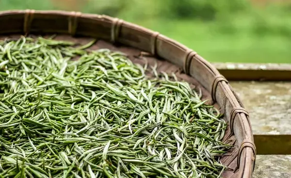 عکس از چای سفید