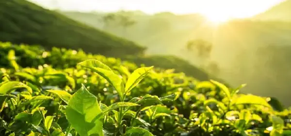 عکس بزرگترین چای جهان