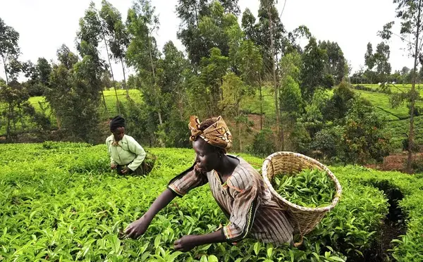 عکس بزرگترین چای جهان