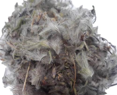 عکس چای کوهی خشک