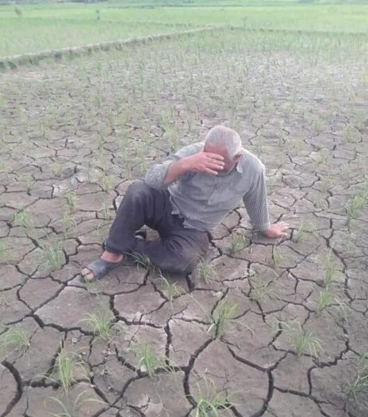 عکس چای و برنج گیلان