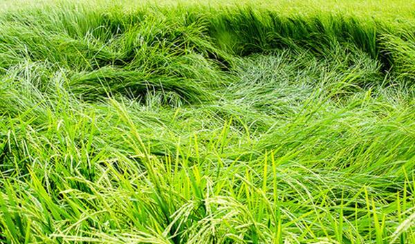 عکس چای و برنج گیلان
