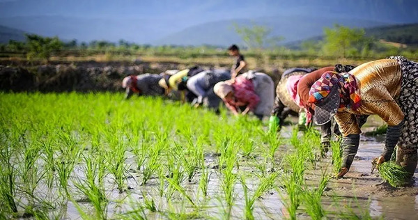 عکس چای و برنج گیلان
