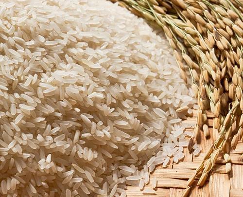 عکس چای و برنج گیلان