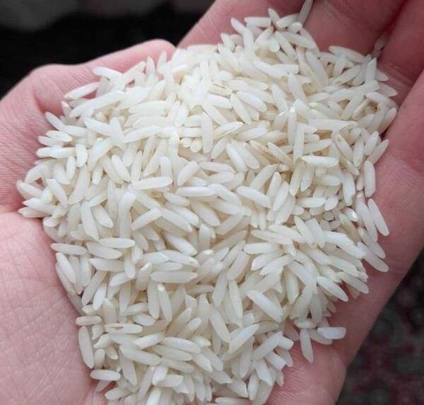 عکس چای و برنج گیلان