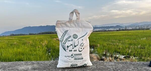 عکس چای و برنج گیلان
