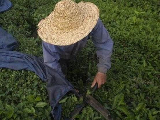 عکس چای و برنج گیلان