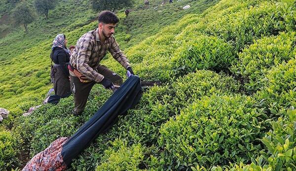عکس چای و برنج گیلان