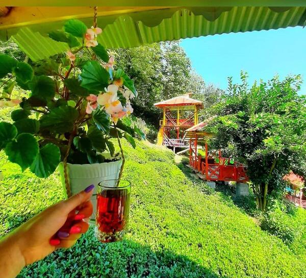 عکس چای و برنج گیلان