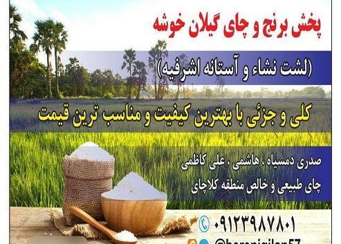 عکس چای و برنج گیلان