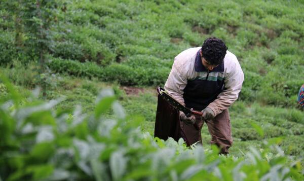 عکس چای و برنج گیلان