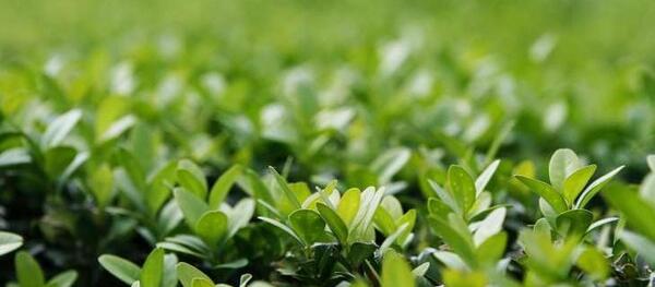 عکس مزرعه چای لاهیجان