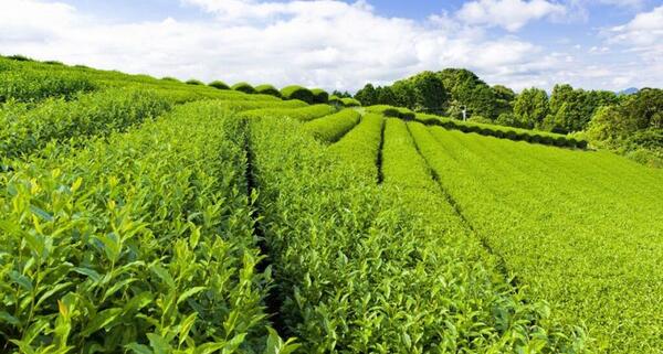 عکس مزرعه چای لاهیجان