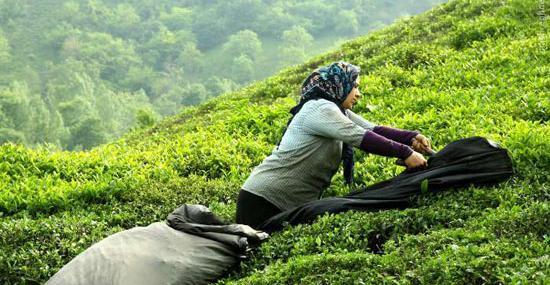 عکس مزرعه چای لاهیجان