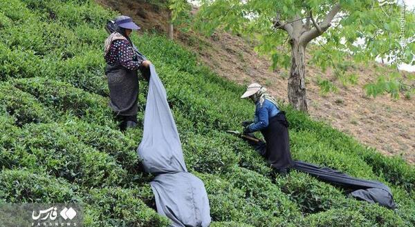 عکس مزرعه چای لاهیجان