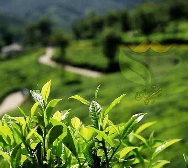 عکس مزرعه چای لاهیجان