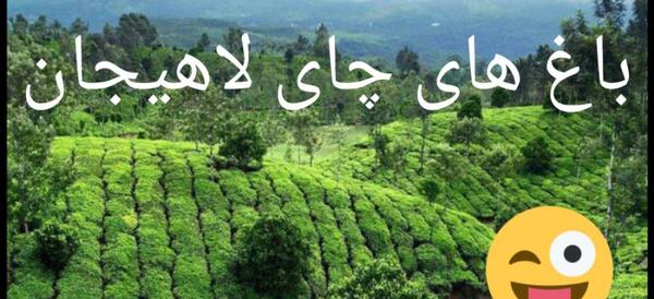 عکس مزرعه چای لاهیجان