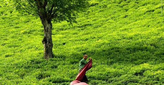 عکس مزرعه چای لاهیجان