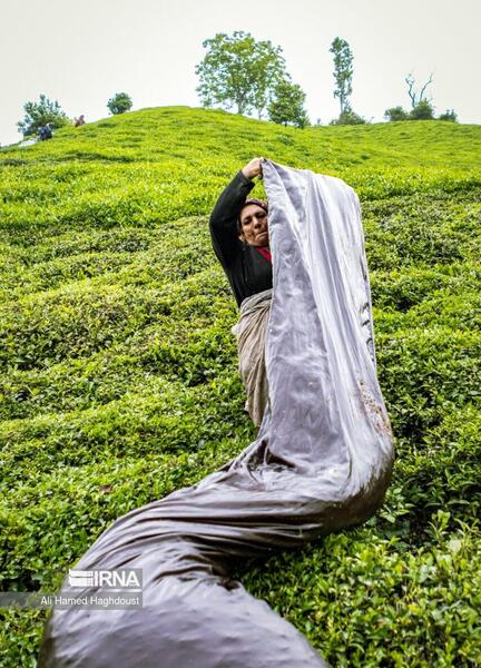 عکس مزرعه چای لاهیجان