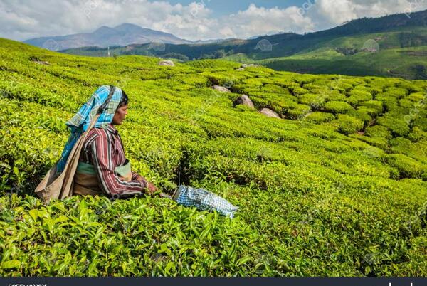 عکس مزرعه چای لاهیجان