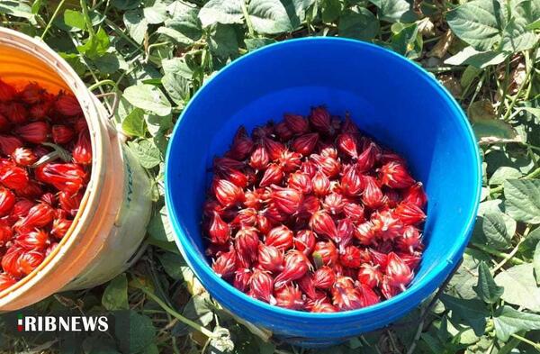 عکس میوه چای ترش