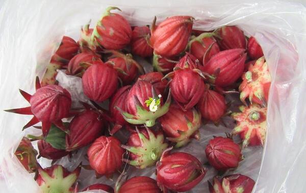 عکس میوه چای ترش