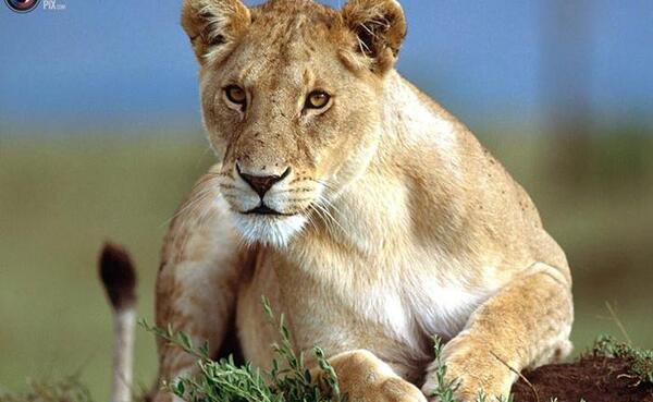جنگل عکس حیوانات وحشی زیبا