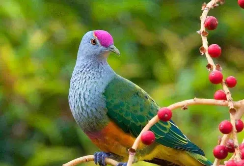جنگل عکس حیوانات وحشی زیبا