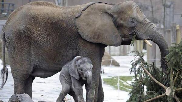 عکس بسیار زیبای حیوانات