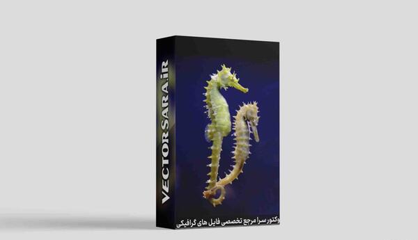 عکس از حیوانات آبزی
