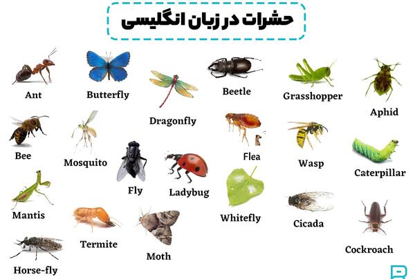 عکس حیوانات با اسم انگلیسی