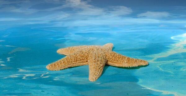عکس حیوانات دریایی با اسم