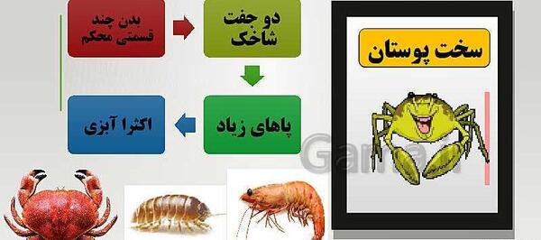 عکس از حیوانات بی مهره