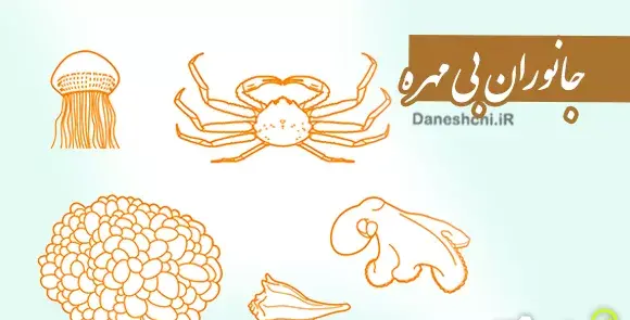 عکس از حیوانات بی مهره