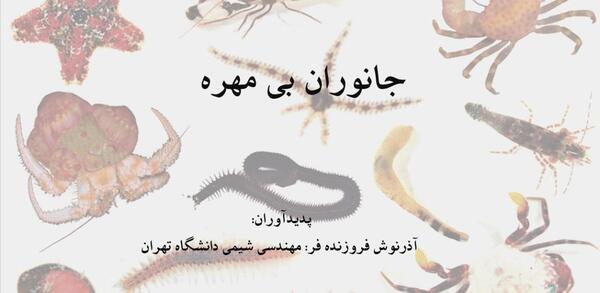 عکس از حیوانات بی مهره
