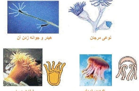 عکس از حیوانات بی مهره