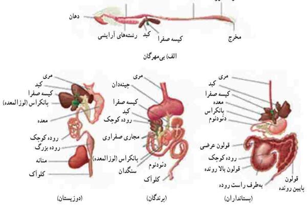 عکس حیوانات مهره دار و بی مهره