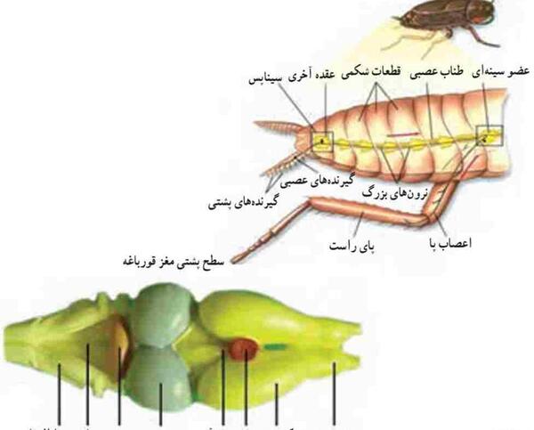 عکس حیوانات مهره دار و بی مهره