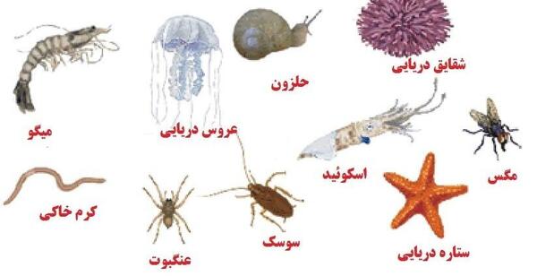عکس حیوانات مهره دار و بی مهره