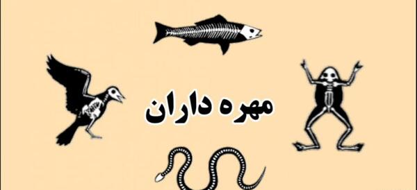 عکس حیوانات مهره دار و بی مهره