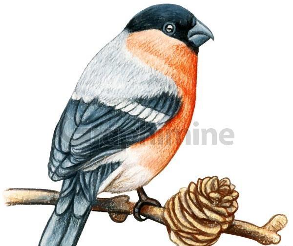 عکس نقاشی حیوانات پرندگان
