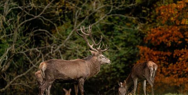 عکس حیوانات جنگل شمال