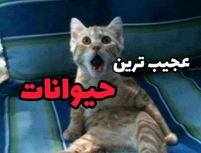 عکس جالب ترین حیوانات دنیا