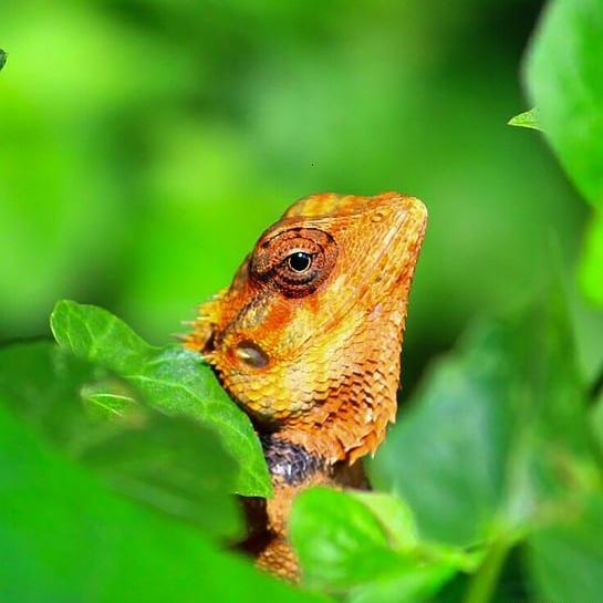عکس نقاشی حیوانات خزنده