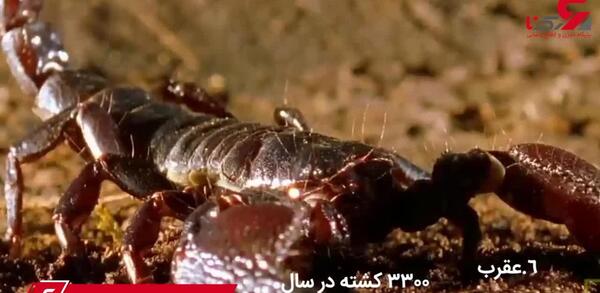 عکس حیوانات خطرناک جهان