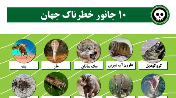 عکس حیوانات خطرناک جهان