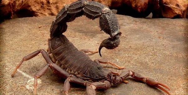 عکس خطرناک ترین حیوانات جهان