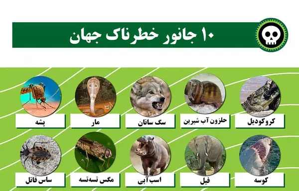 عکس خطرناک ترین حیوانات دنیا