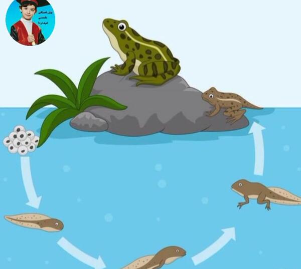 عکس انواع حیوانات دوزیست